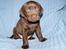 Labrador retriever KENTO - 5 uger