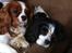 Cavalier king charles spaniel Amazing  Jetliners "Oskar" himmelhund - Her er jeg med Xelma,hun er blevet min bedste ven,vi laver alt sammen