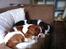 Cavalier king charles spaniel Amazing  Jetliners "Oskar" himmelhund - Her sover vi i sofaen.