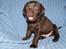 Labrador retriever KENTO - 5 uger