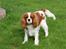 Cavalier king charles spaniel Amazing  Jetliners "Oskar" himmelhund