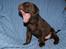 Labrador retriever KENTO - 5 uger