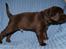 Labrador retriever KENTO - 5 uger