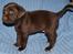 Labrador retriever KENTO - 5 uger