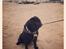 Mops Charlie