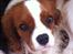 Cavalier king charles spaniel Amazing  Jetliners "Oskar" himmelhund - lidt sød er jeg da,ikk'?