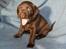 Labrador retriever KENTO - 4 uger