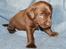 Labrador retriever KENTO - 4 uger