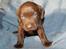 Labrador retriever KENTO - 4 uger