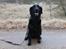Flat coated retriever Chakur's Madonna (Donna) 