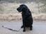 Flat coated retriever Chakur's Madonna (Donna) 