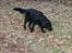 Flat coated retriever Chakur's Madonna (Donna) 