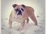 Engelsk bulldog Eigil