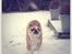 Engelsk bulldog Eigil
