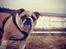 Engelsk bulldog Eigil