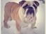 Engelsk bulldog Eigil