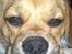 Blanding af racer Beagle/Shih tzu Mailo - 6 mdr
