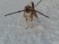 Blanding af racer Beagle/Shih tzu Mailo - Mailo er glad for pinde - 6 mdr