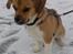 Blanding af racer Beagle/Shih tzu Mailo - 6 mdr