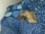 Pekingeser Jason