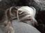 Chinese crested hårløs Cronhammar's Imperial China