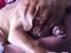 Dogue de bordeaux Aya <3