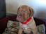 Dogue de bordeaux Aya <3