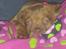Dogue de bordeaux Aya <3