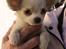 Chihuahua Zippo