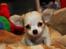 Chihuahua Zippo