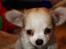 Chihuahua Zippo