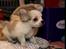 Chihuahua Zippo