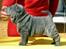 Shar pei Bertram - er meget dygtig