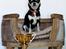 Chihuahua Chihuanas Blueberry Yum Yum - Evee - Evee 1 pr. + SL 3 marts 2013 