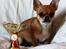 Chihuahua Chihuanas Flush of Hearts - Momo - 1 pr. :D 13/1 2013 