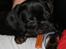Blanding af racer Bella
