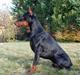 Dobermann otto de altobello