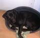 Labrador retriever Pumba (stubbe)