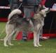 Alaskan malamute Snowcreek Daring Hope