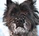 Cairn terrier Thomsen 
