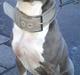 Amerikansk staffordshire terrier Tyson