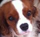 Cavalier king charles spaniel Amazing  Jetliners "Oskar" himmelhund