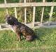 Blanding af racer fransk cavalier stella
