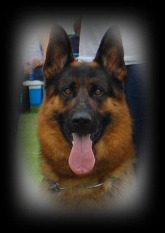 Schæferhund Lyagers Come On Corba - HAS 2009 billede 2