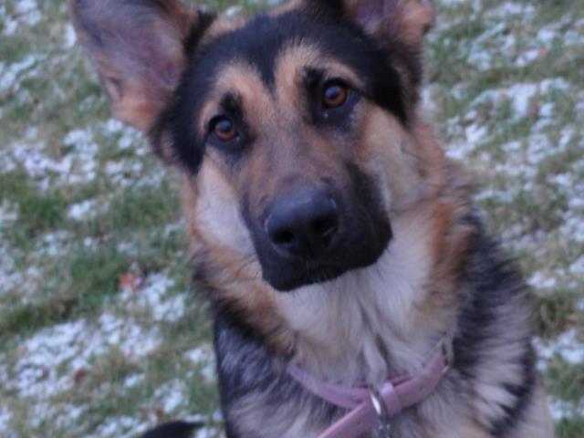 Schæferhund Diva (Himmelhund) billede 1