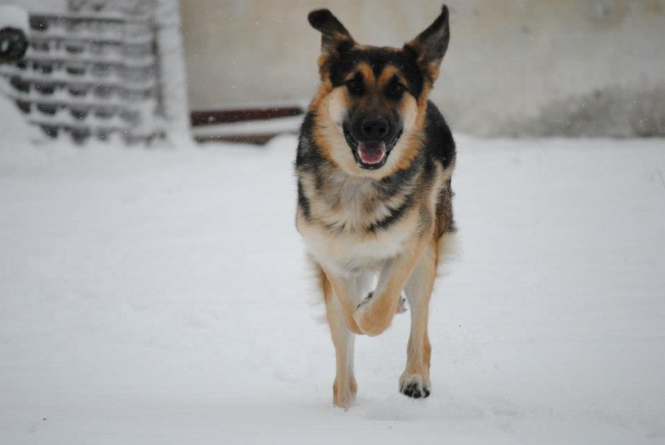 Schæferhund Diva (Himmelhund) billede 2