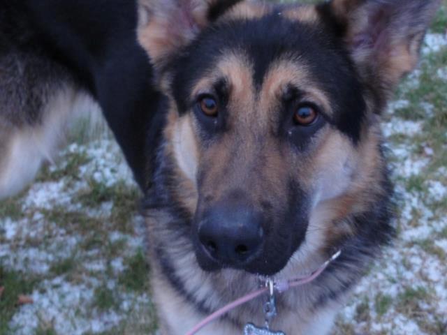 Schæferhund Diva (Himmelhund) billede 4