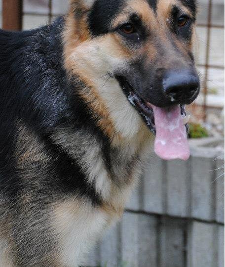 Schæferhund Diva (Himmelhund) billede 5