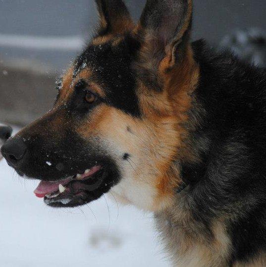 Schæferhund Diva (Himmelhund) billede 3