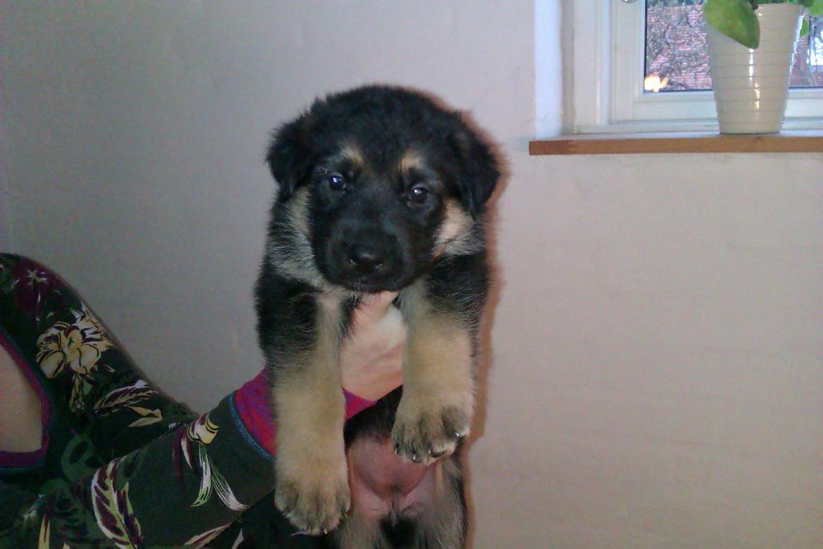 Schæferhund Diva (Himmelhund) - Diva nogle uger gammel. billede 6